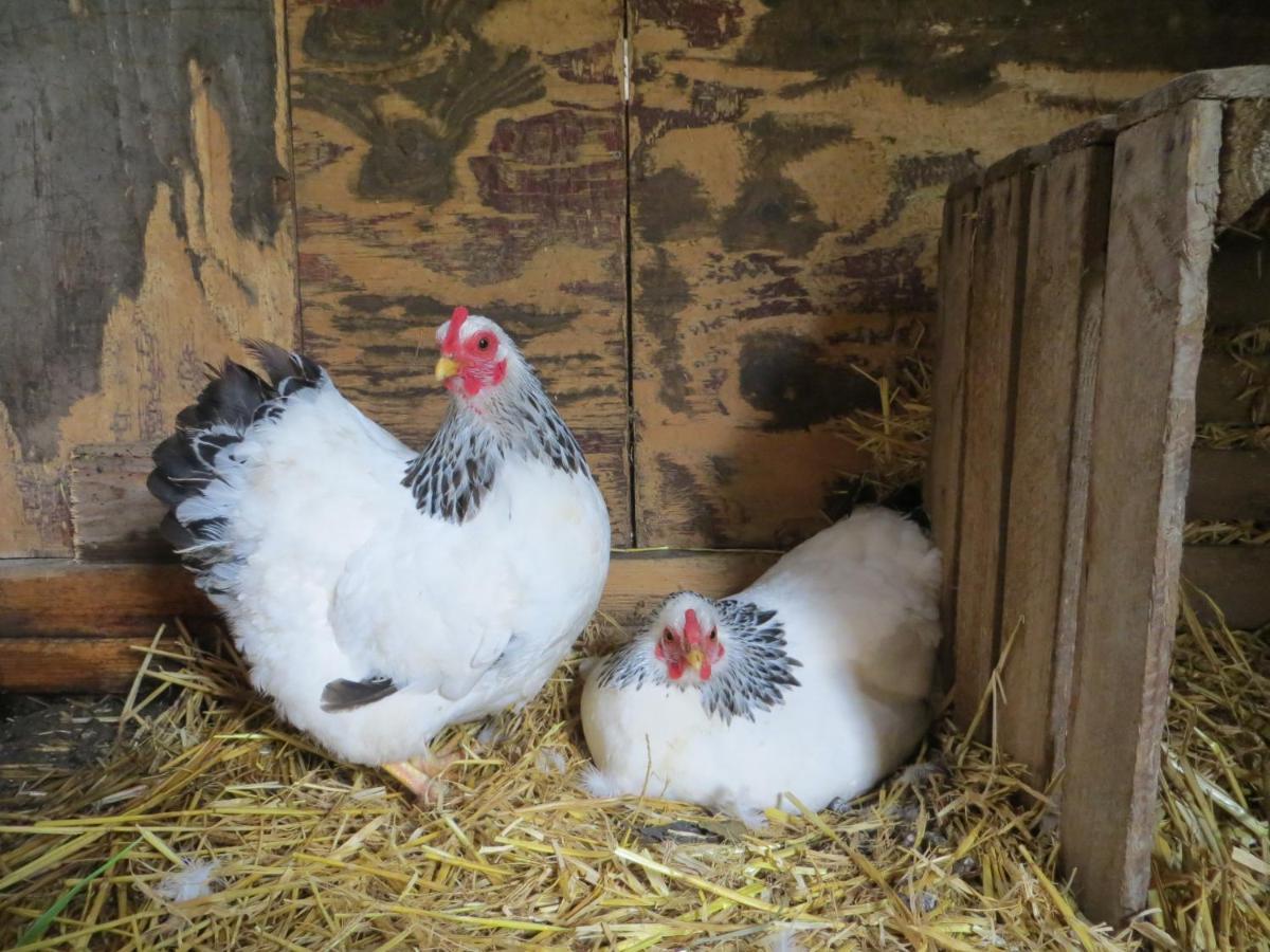 Vakantiehuis Het Wapen Van Heeckeren Hummelo ภายนอก รูปภาพ